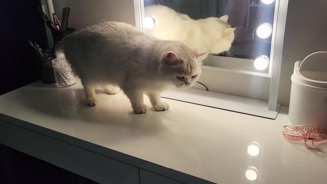 Cute cat lying on wooden table in bedroom
