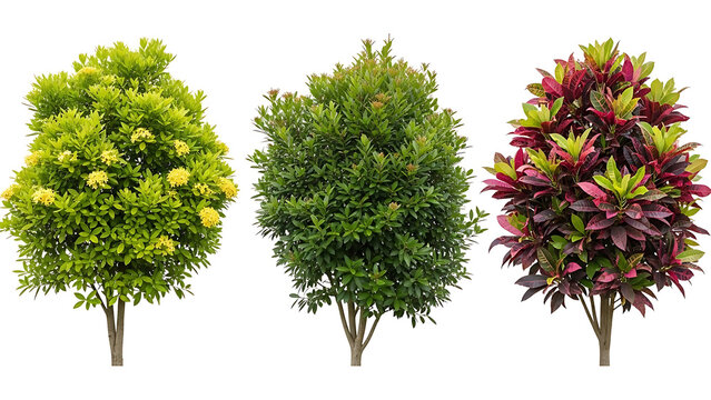 three cutout ornamental plants featuring vibrant croton flowering ixora and green foliage ideal for landscaping garden and architectural design.