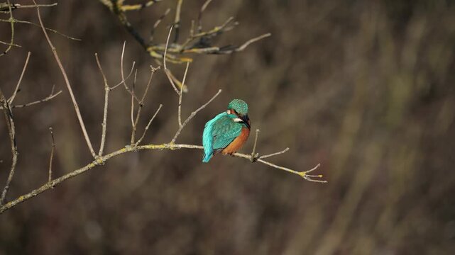 kingfisher on a branch