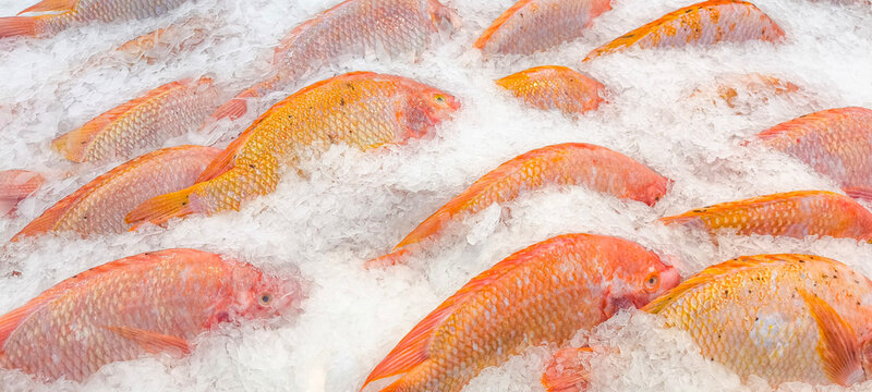 Tilapia kept on ice for cooking.