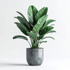 Large Potted Green Plant with Broad Leaves and Textured Gray Planter on a Clean White Background