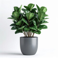 A Lush Green Fiddle Leaf Fig Plant in a Sleek Gray Pot Against a Clean White Background with Subtle Lighting