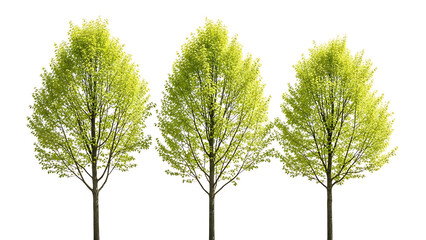 Fototapeta premium three green trees with fresh spring foliage stand tall isolated on a white background for easy compositing in architectural and environmental design.