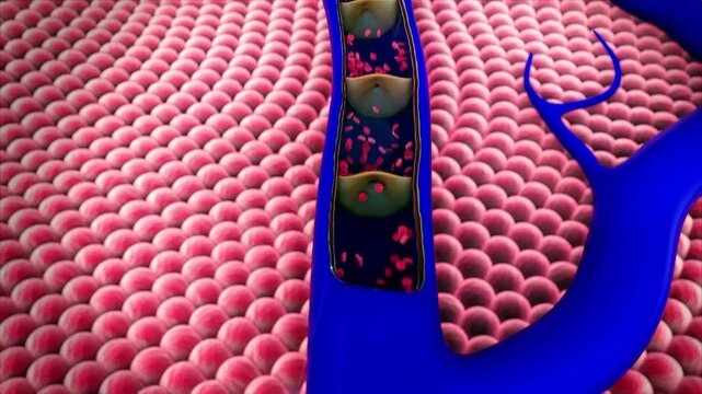 Close-up view of red blood cells moving through blood vessels, showing erythrocytes flowing in the human circulatory system. Medical and scientific visualization o