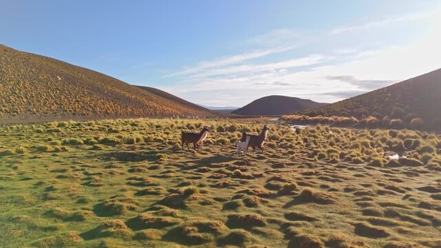 Llamas Crossing the Salt Flats of Bolivia in Late Afternoon Light