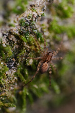 Macro shot of wolf spider pardosa