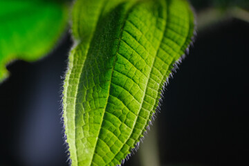 Macro texture of soap bush known as Clidemia Hilta plant. The leaves are characterized by their prominent veins and fine hair like bristles along the edges and surface