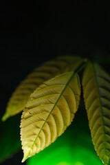 Close up yellowish foliage as background