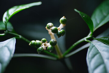Macro shot of green plant
