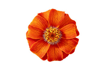 Vibrant Orange Marigold Flower Isolated on White