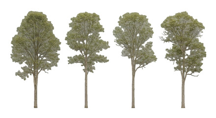 Collection of isolated green trees on transparent background for architecture and landscape design. Detailed vector illustration set of different tree types for graphic design resources. © bikram