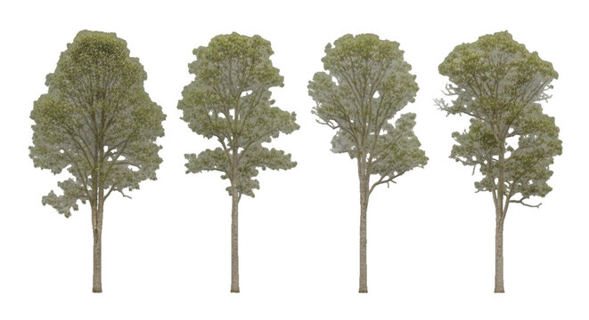 Collection of isolated green trees on transparent background for architecture and landscape design. Detailed vector illustration set of different tree types for graphic design resources.