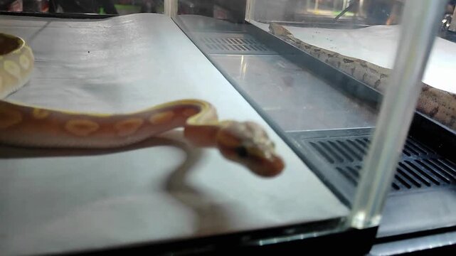 Albino ball python close-up in terrarium, exotic pet snake indoor scene.