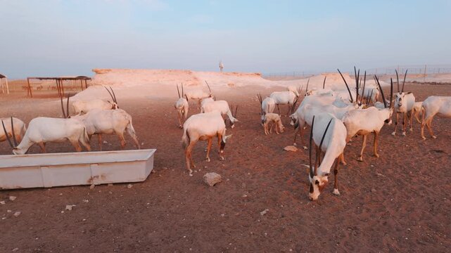 National animal of Qatar Oryx at the desert safari in Zekreet, Qatar at the sunset time