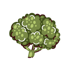 Broccoli green vegetable with dense florets and stem, fresh broccoli for healthy diet and balanced nutrition, plant based food ingredient, green vegetable produce, cartoon vector illustration