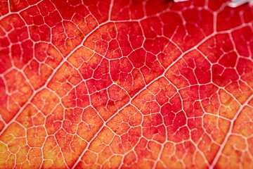 Macro close-up of a red autumn leaf displaying intricate white veins and a vibrant color gradient