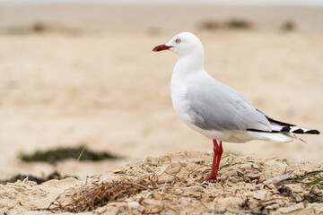 seagull on the beach