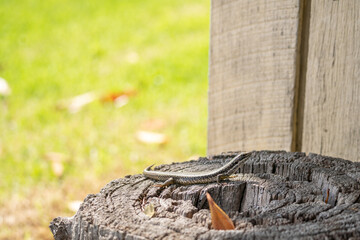Fototapeta premium lizard on a log