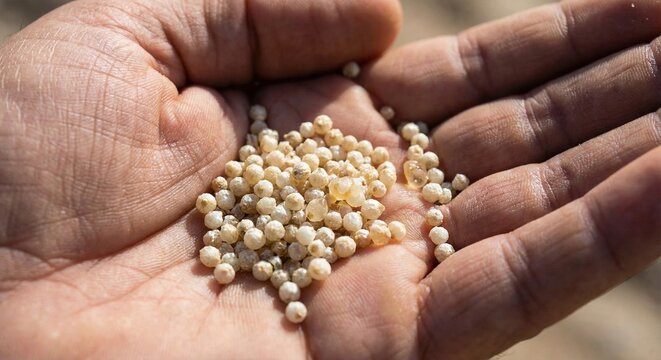 Manna from Heaven appears in the wilderness as bread for the Israelites in the Old Testament story