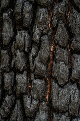 close up of burnt blackened bark of tree
