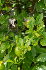 butterfly on a leaf