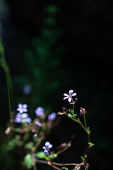 purple flowers in the garden, lit by the sun