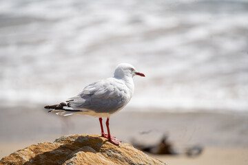 seagull on the beach