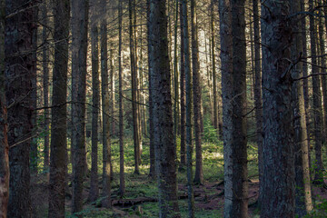 Fototapeta premium forest in autumn in the UK