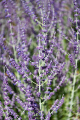 Obraz premium Provence field. Purple lavender bloom in nature. Composition of nature. Summer blooming flower. Blooming flower field. Field of lavender. Lavender flower in summer. Violet background