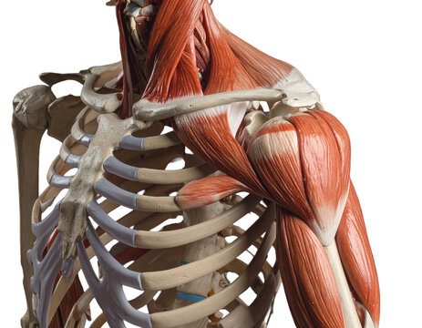 Humerus articulating with the scapula, biceps brachii positioned anteriorly with long and short heads.