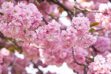 Fototapeta premium Pink cherry blossom flowers in full bloom on branches against a soft background, showcasing delicate petals and vibrant colors during spring season with copy space