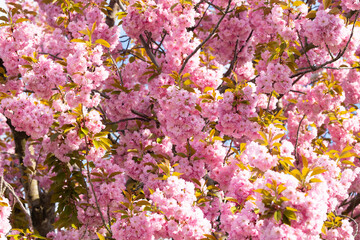 Pink cherry blossom tree in full bloom displaying vibrant flowers and green leaves against a clear blue sky, creating a picturesque springtime scene with natural beauty