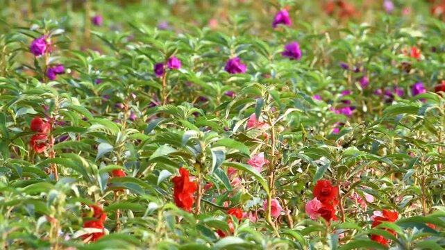 Colorful red flower, in Indonesian Language names BUNGA PACAR AIR, growth fresh at the field