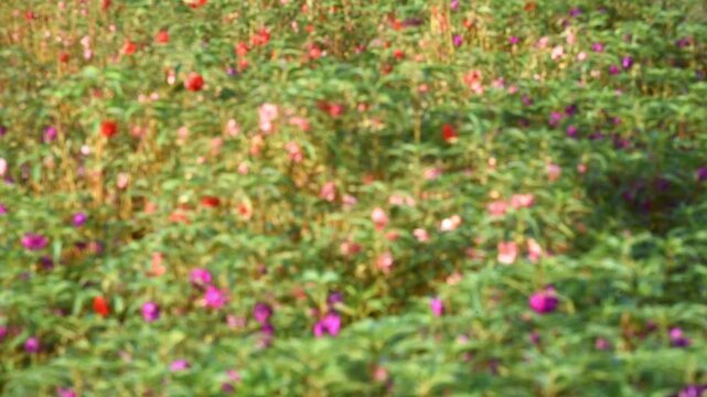 Colorful red flower, in Indonesian Language names BUNGA PACAR AIR, growth fresh at the field