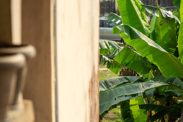 Selective focus of plantain tree with leaves and plantain fruit © this_baker