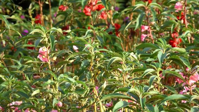 Colorful red flower, in Indonesian Language names BUNGA PACAR AIR, growth fresh at the field