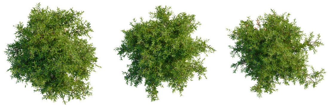 Thuja occidentalis Teddy tree plan, top view, cutout, transparent background, isolate, Vibrant Green Shrubbery Collection - Perfect for Landscape Design and Botanical Projects