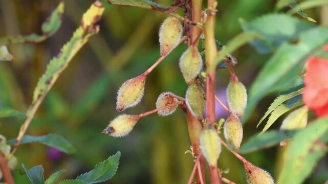 Colorful red flower, in Indonesian Language names BUNGA PACAR AIR, growth fresh at the field
