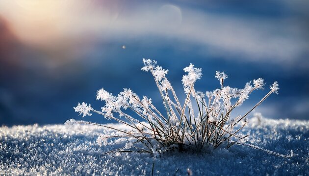 Pflanze Mit Schneekristallen