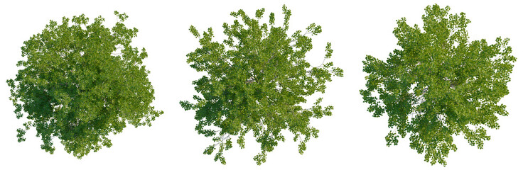Fototapeta premium Platanus occidentalis tree plan, top view, cutout, transparent background, isolate, Lush Green Tree Canopy - A Natural Overhead View for Scenic Compositions