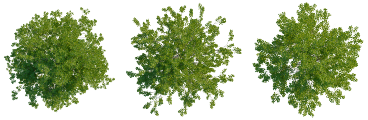 Platanus occidentalis tree plan, top view, cutout, transparent background, isolate, Lush Green Tree Canopy - A Natural Overhead View for Scenic Compositions