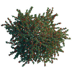 Cotoneaster dammeri Coral Beauty tree plan, top view, cutout, transparent background, isolate, Vibrant Red Berry Branch with Green Leaves - Decorative Botanical Element