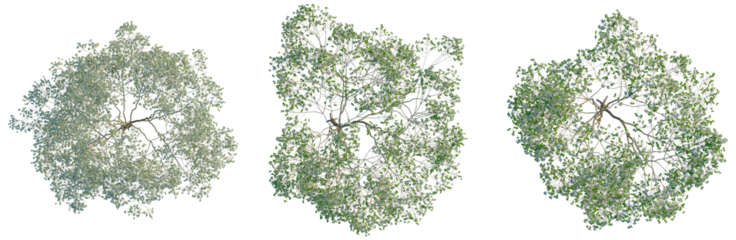 Cornus florida tree plan, top view, cutout, transparent background, isolate, Lush Green Tree Canopy - Aerial Perspective for Landscape Design and Environmental Projects