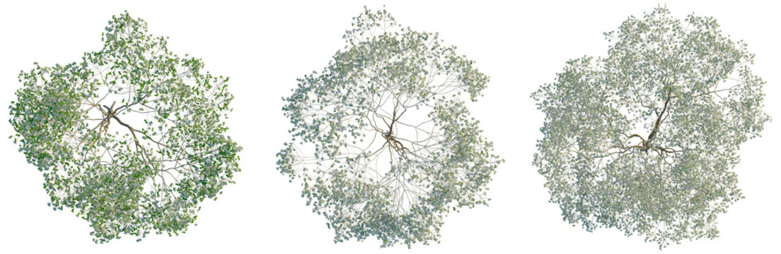 Cornus florida tree plan, top view, cutout, transparent background, isolate, Lush Green Tree Canopy - A Detailed Aerial View for Nature Designs