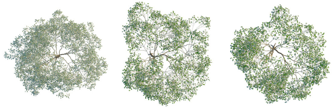 Cornus florida tree plan, top view, cutout, transparent background, isolate, Lush Green Tree Canopy - Aerial Perspective for Landscape Design and Environmental Projects