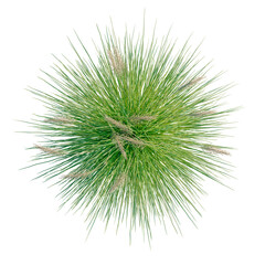 Fototapeta premium Cortaderia richardii tree plan, top view, cutout, transparent background, isolate, architecture visualization, Lush Green Grass Clump with Seed Heads - A Natural Element for Design