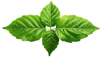 Closeup of a vibrant green leaf with three distinct leaflets isolated on white illustrating a commonly mistaken plant in poison ivy prevention education.