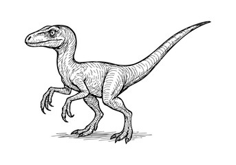 Fototapeta premium Velociraptor hand drawn simple sketch vector illustration