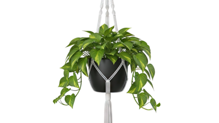 Pothos Plant in Black Pot with Macrame Hanger