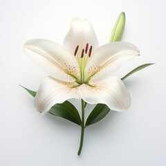 Fototapeta premium White lily flower with soft pastel petals and green leaves, elegant natural bloom with delicate stamen and unopened bud on clean white background